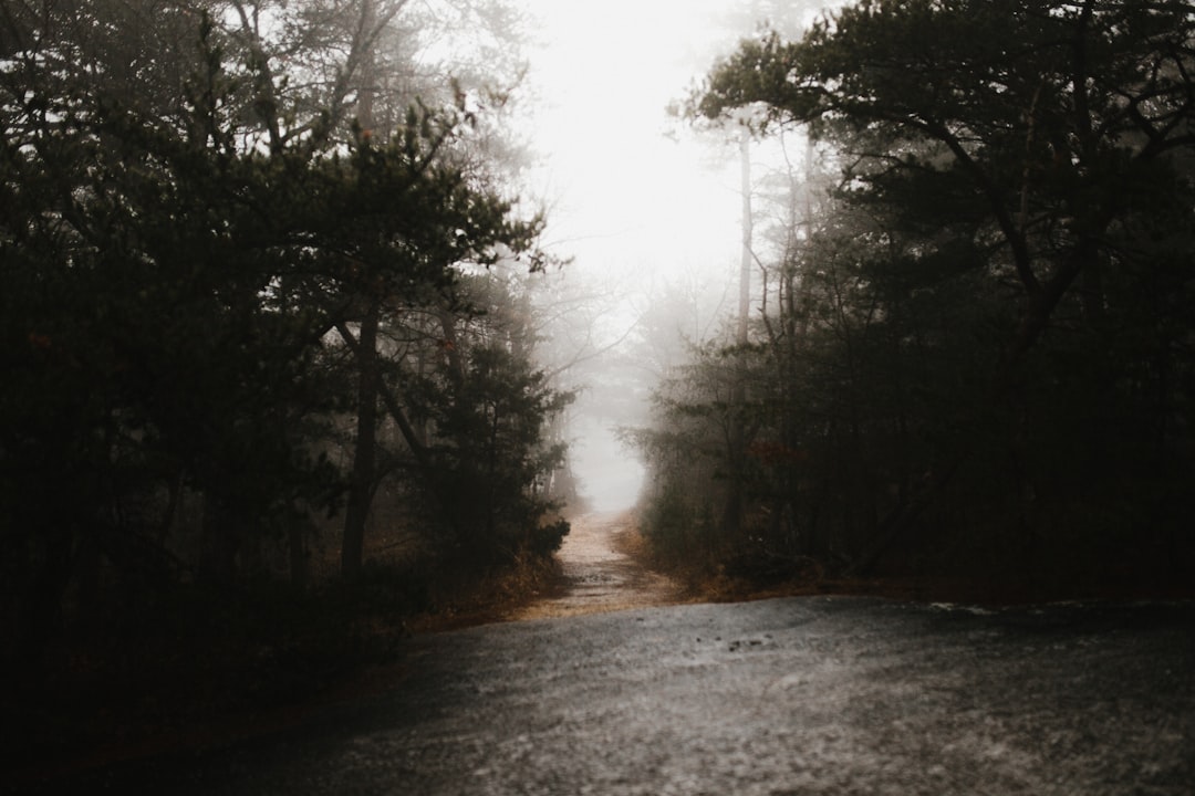 Elusive Encounters: Bigfoot Silhouette